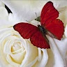 Afnan Ahmed