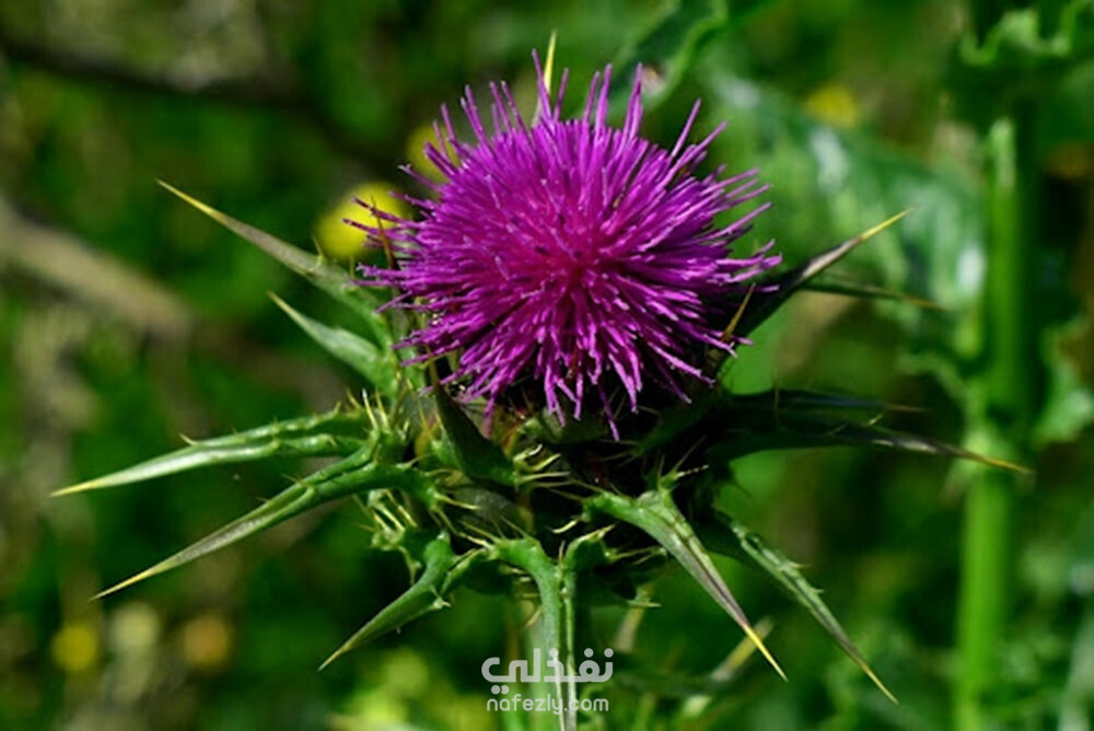 Milk Thistle Herb Uses and benefits نفذلي